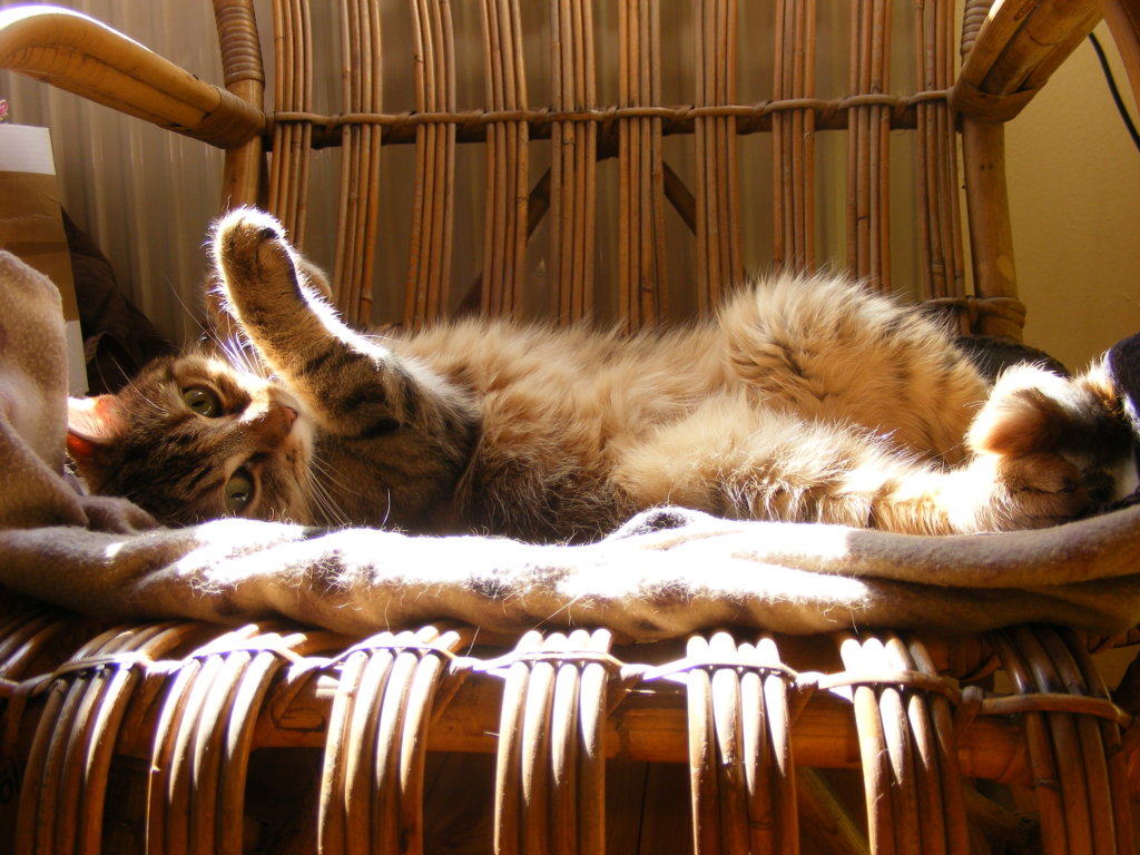 Benti macska - ez a cica boldog és elégedett a lakásban